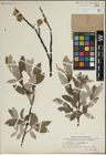 Foto von Salix lapponum L.